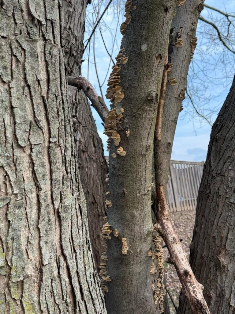 What’s going on with my tree?