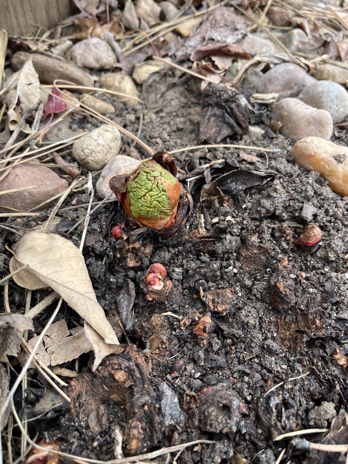 What is this green brain growing out of the ground?