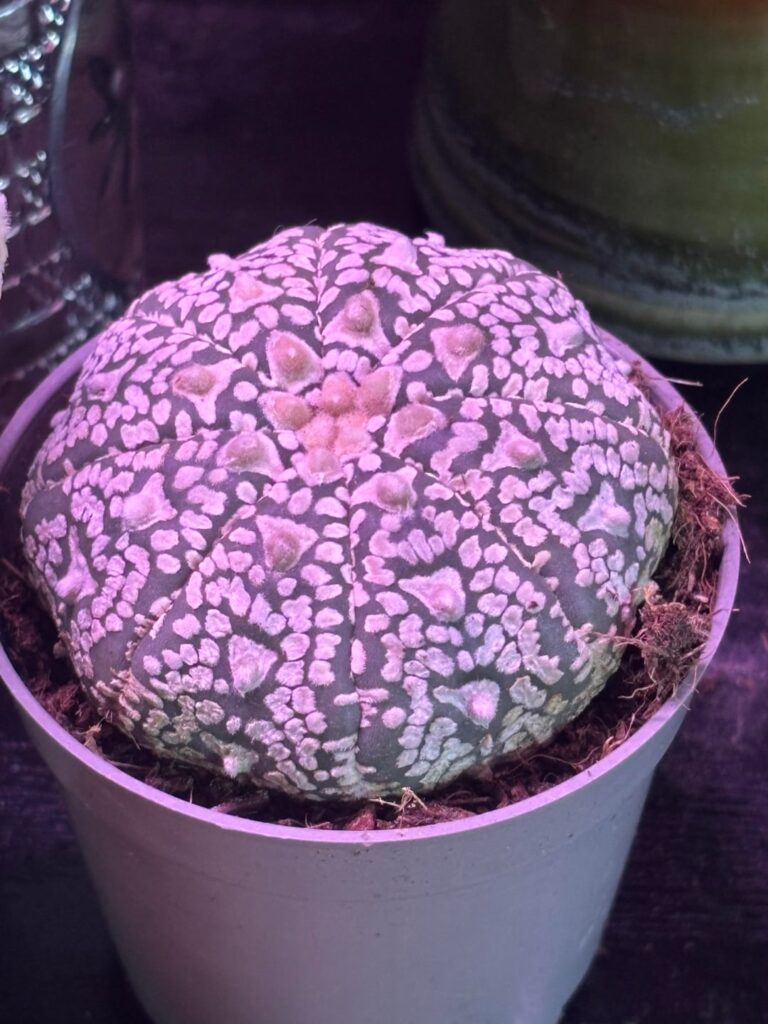 Which types of Astrophytum are these?