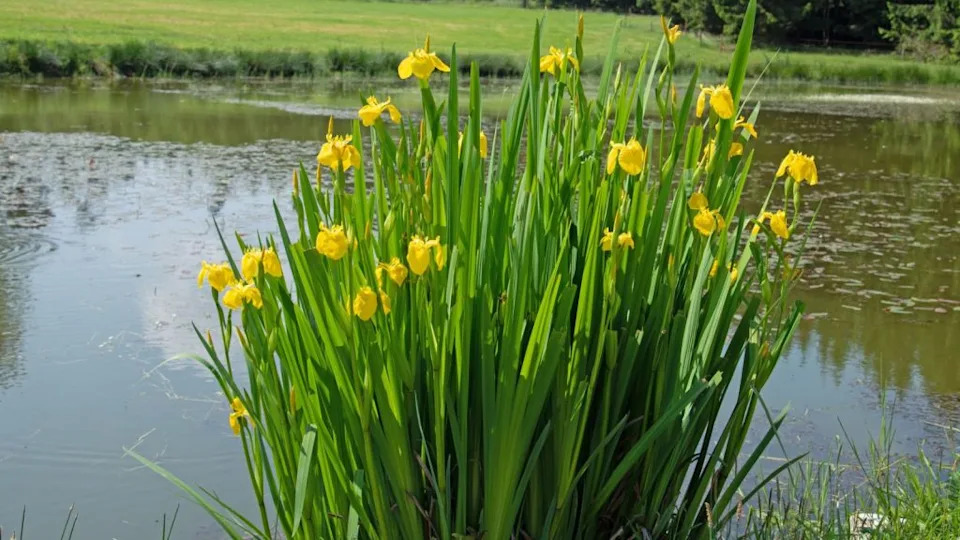 Flowering Swamp Sword Lily, Iris pseudacorus, in the pond at the edge of the forest.
