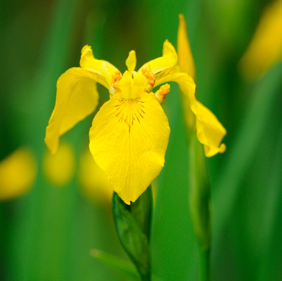 Yellow Iris (Iris pseudacorus)