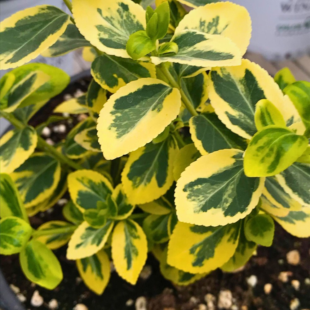 Fortune’s spindle vine belongs to the same genus as other spindles known to contain toxic compounds in their fruits and sometimes leaves or stems.