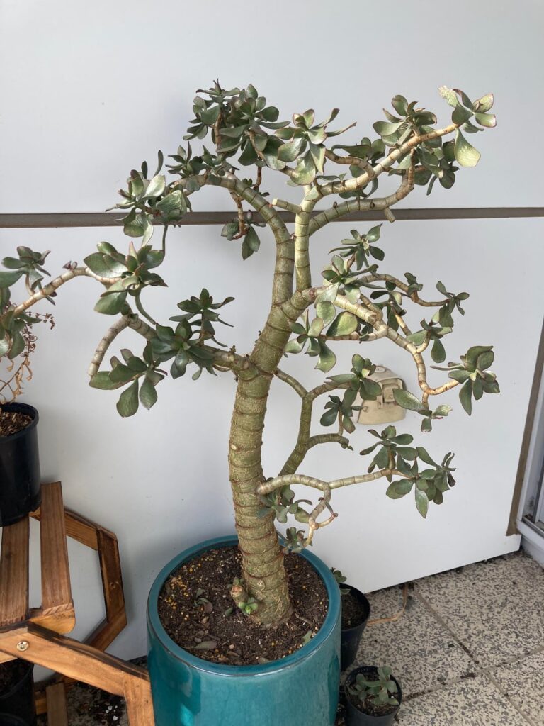 Any advice for my sad jade? Any advice for my sad jade?
