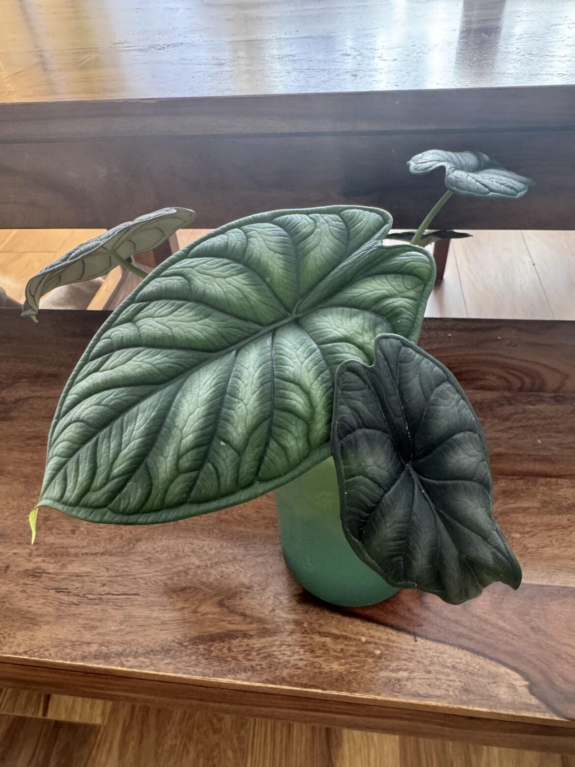 My new leaf after switching to water.