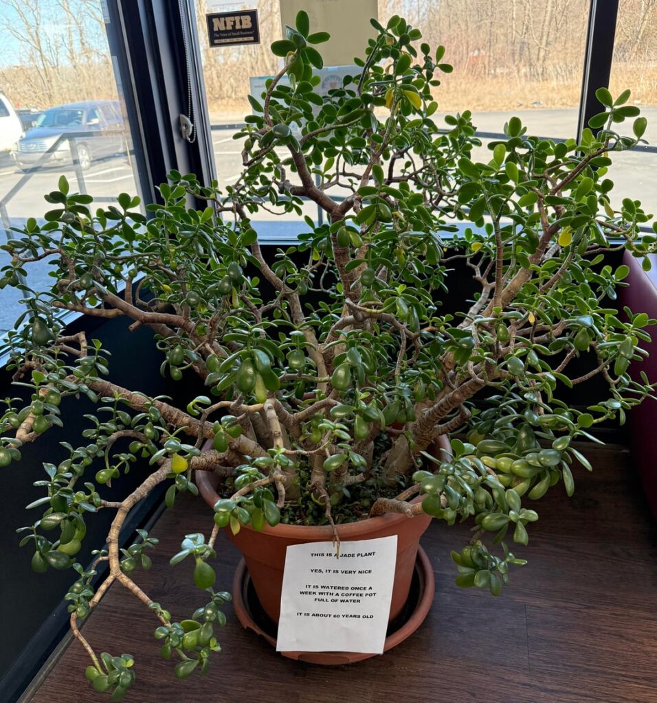 “This is a jade plant. Yes, it is very nice.” (OC)