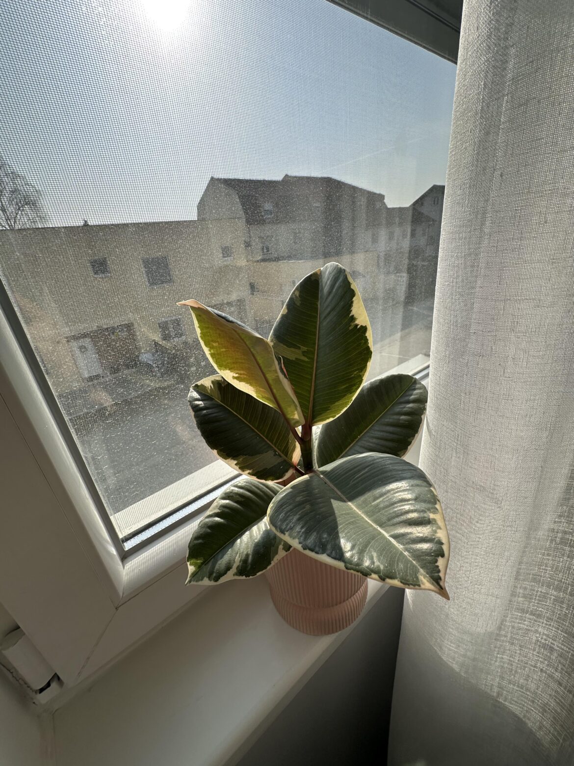 Is this a good spot for my plant? Any tips would be appreciated!