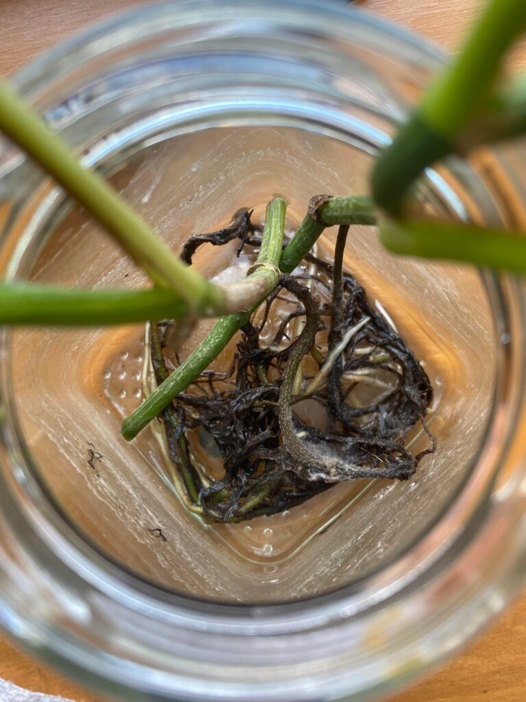 Pothos clipping help