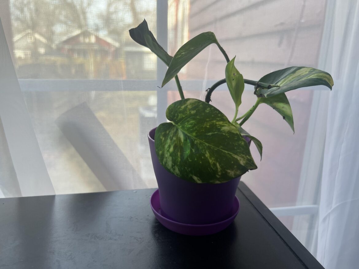 Just got my first pothos!