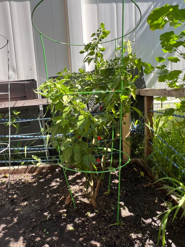 Carolina Reaper – Tomato Cage Help Carolina Reaper - Tomato Cage Help