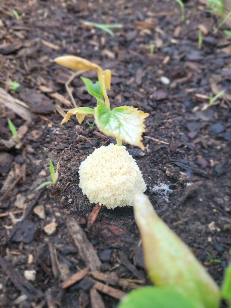 What fungus is among us?