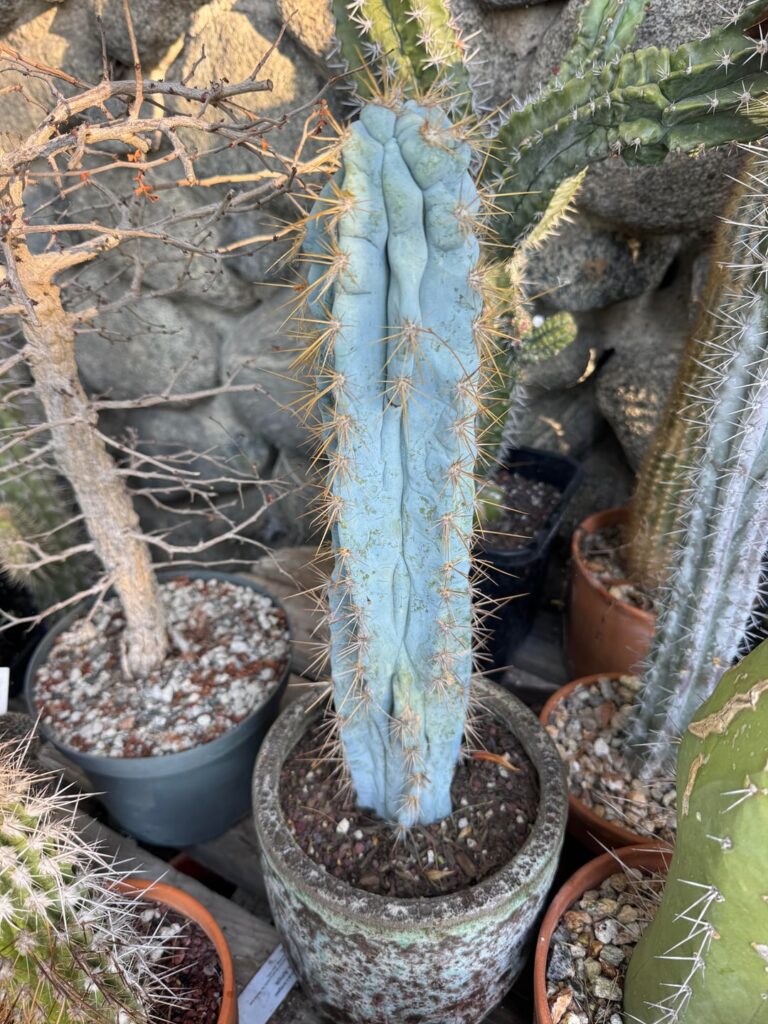 Pilosocereus Melted Mike