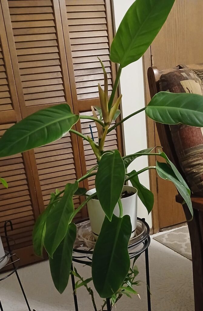 What can you tell me about my plant? What can you tell me about my plant?