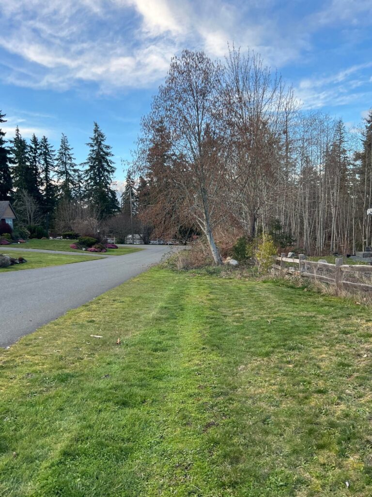 Strata bordering our property wants us to remove this tree because of leaning—seems excessive