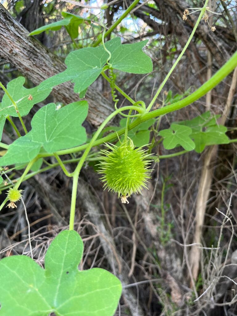 Interesting wild plants that I found last week.