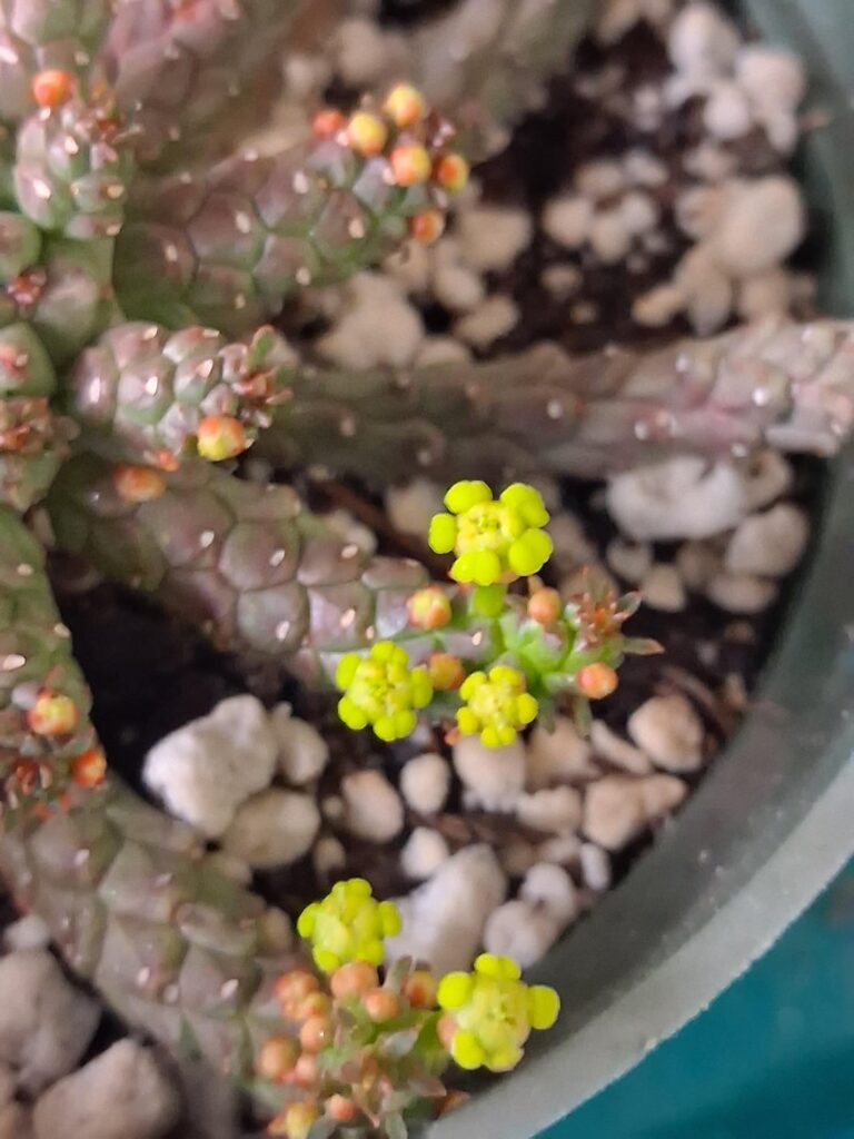 Male? I believe its E. inermis