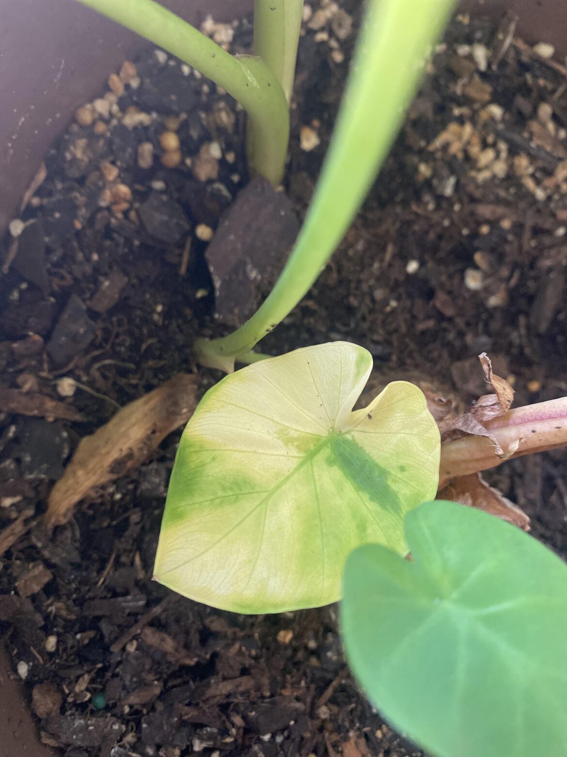 Is my Elephant Ear variegated or just sad?