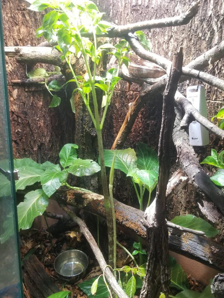 My Giraffe Knee (gonatopus boivinii) is going to bloom.