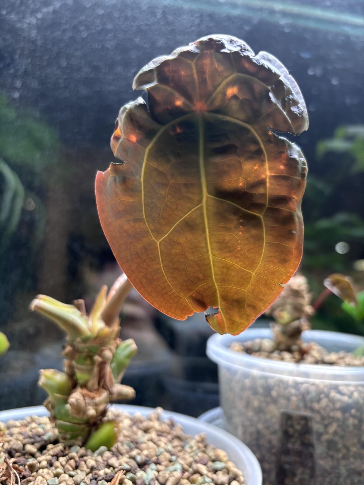 Anthurium leaves growing deformed- help! Anthurium leaves growing deformed- help!