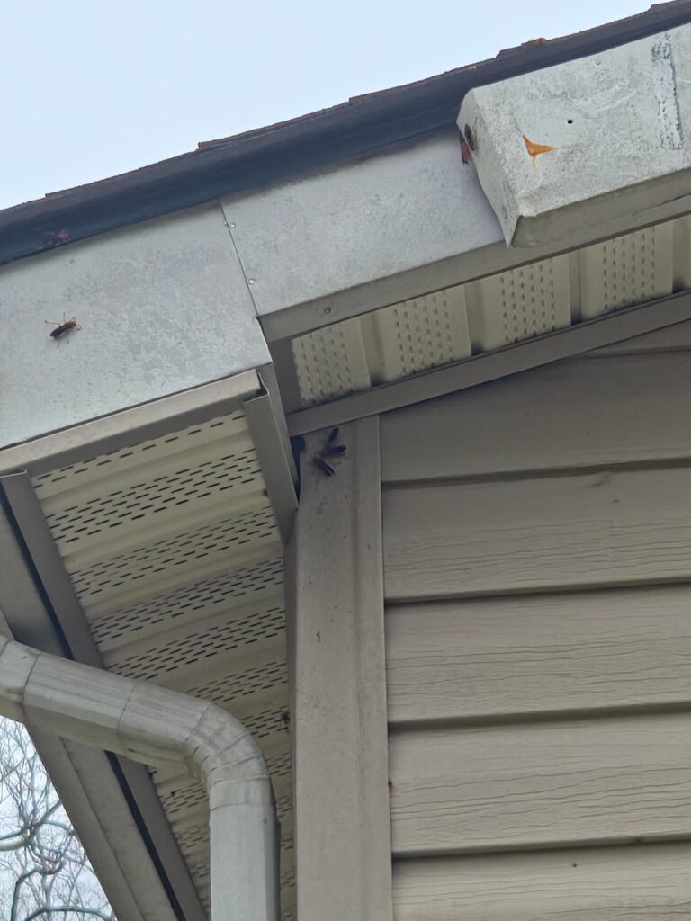 What kind of wasps and how to deter?