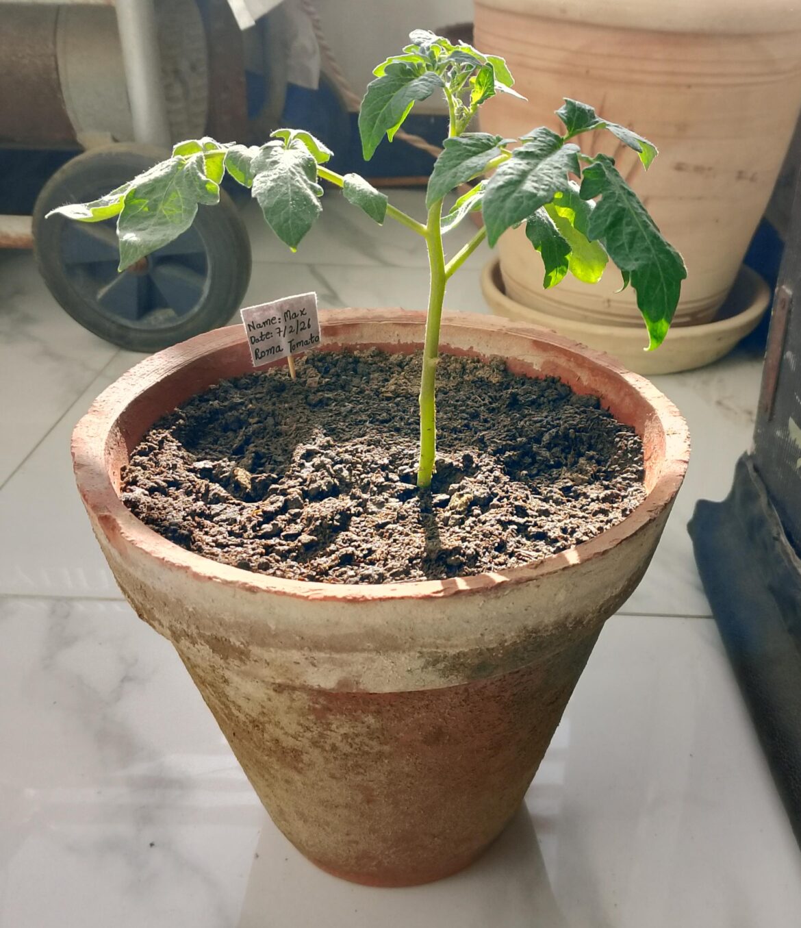 How is my Tomato plant ?