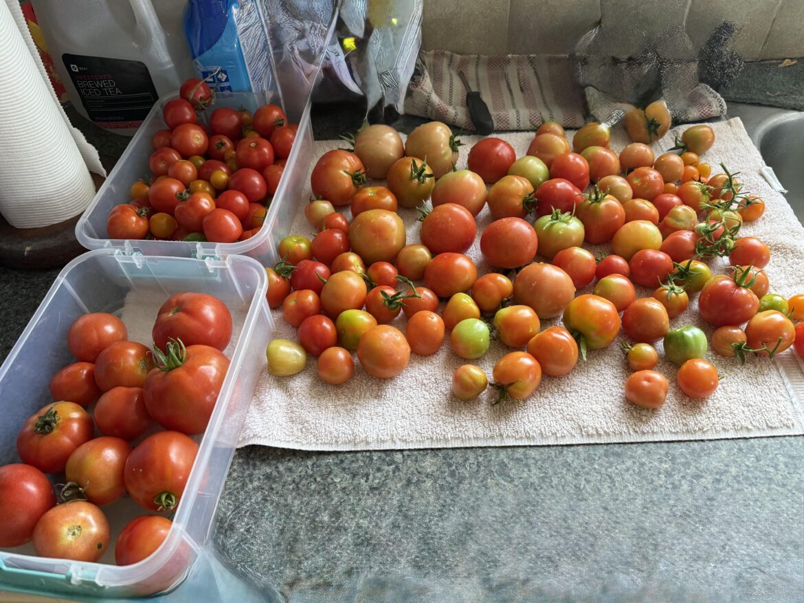 Thursday Harvest