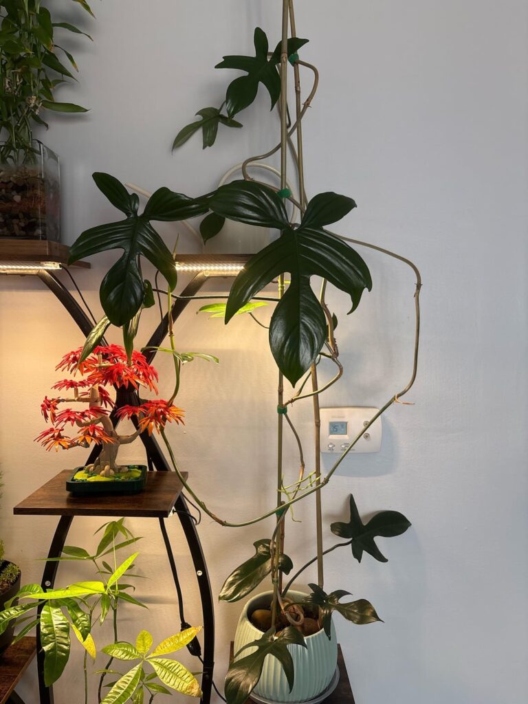 How’s my Florida Green looking? Any tips if I’m doing anything wrong?