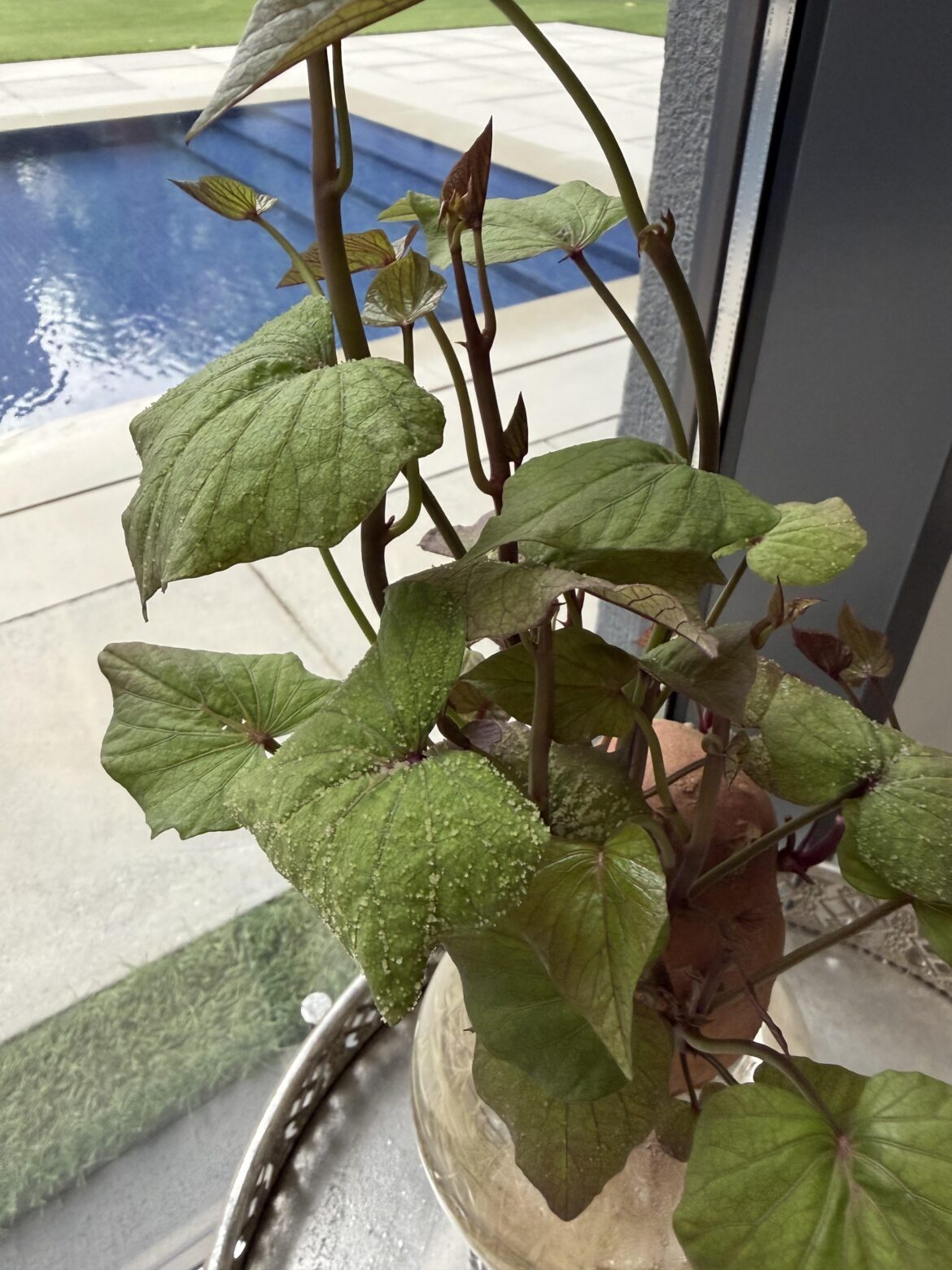My sweet potato plant is developing this grainy stuff on its leaves