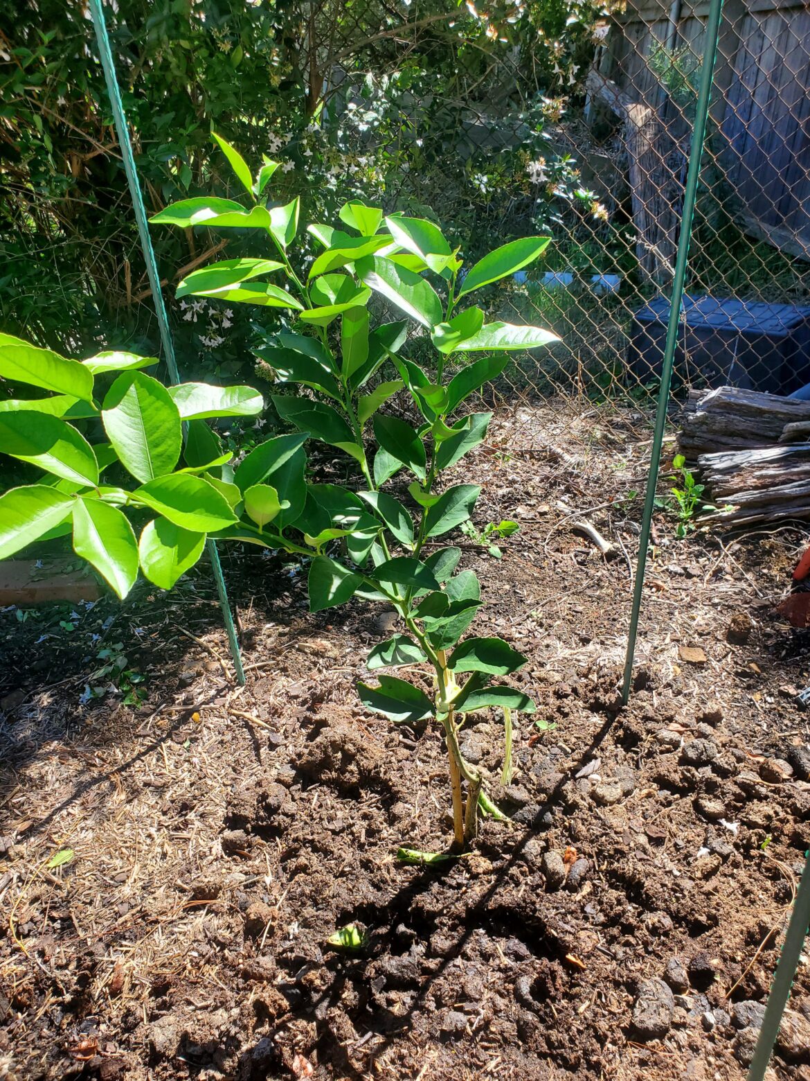 Help with pruning and protecting a baby lemon tree Help with pruning and protecting a baby lemon tree