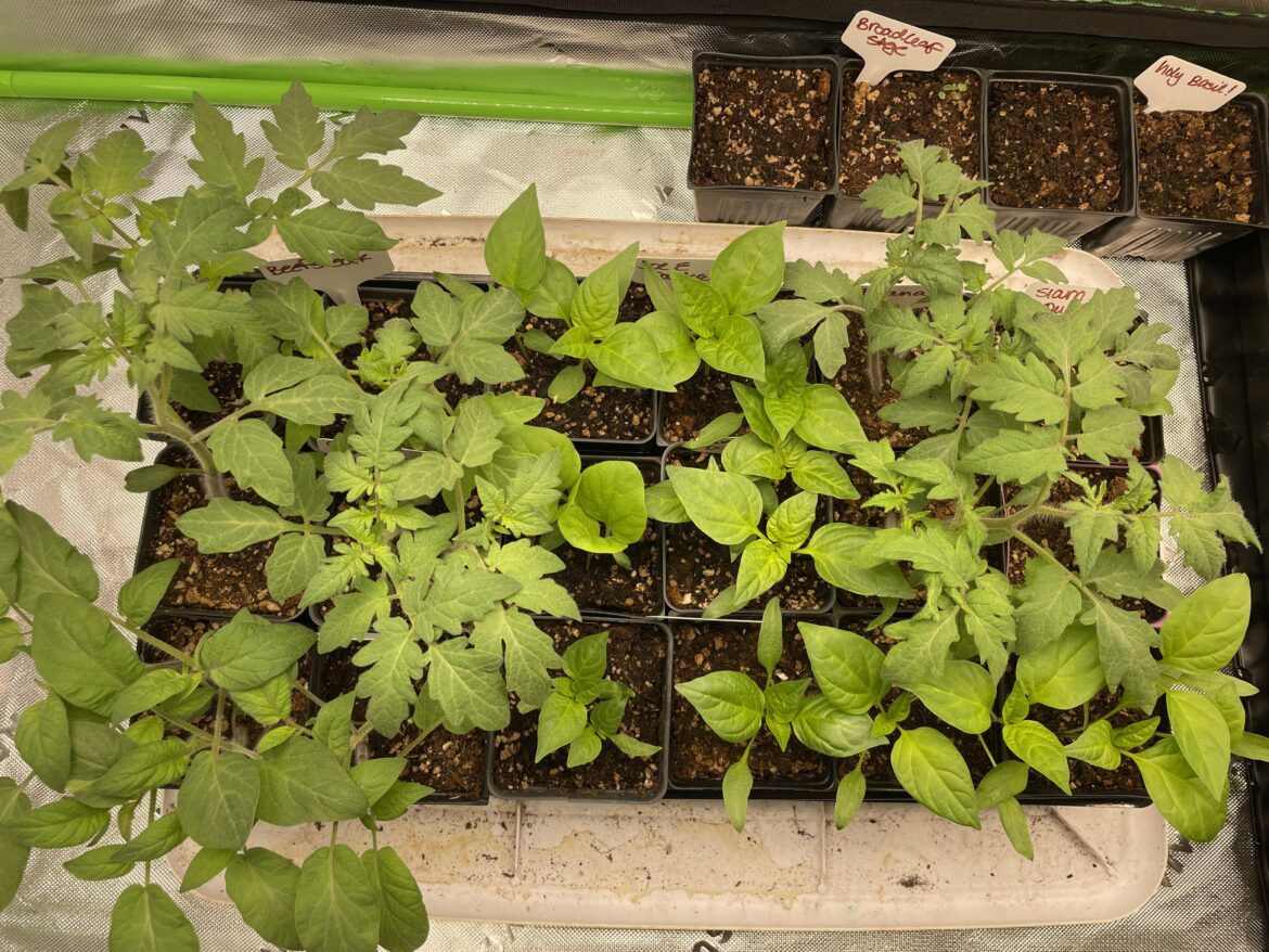 Grandma said she’d buy me anything for Xmas so I asked for a grow light