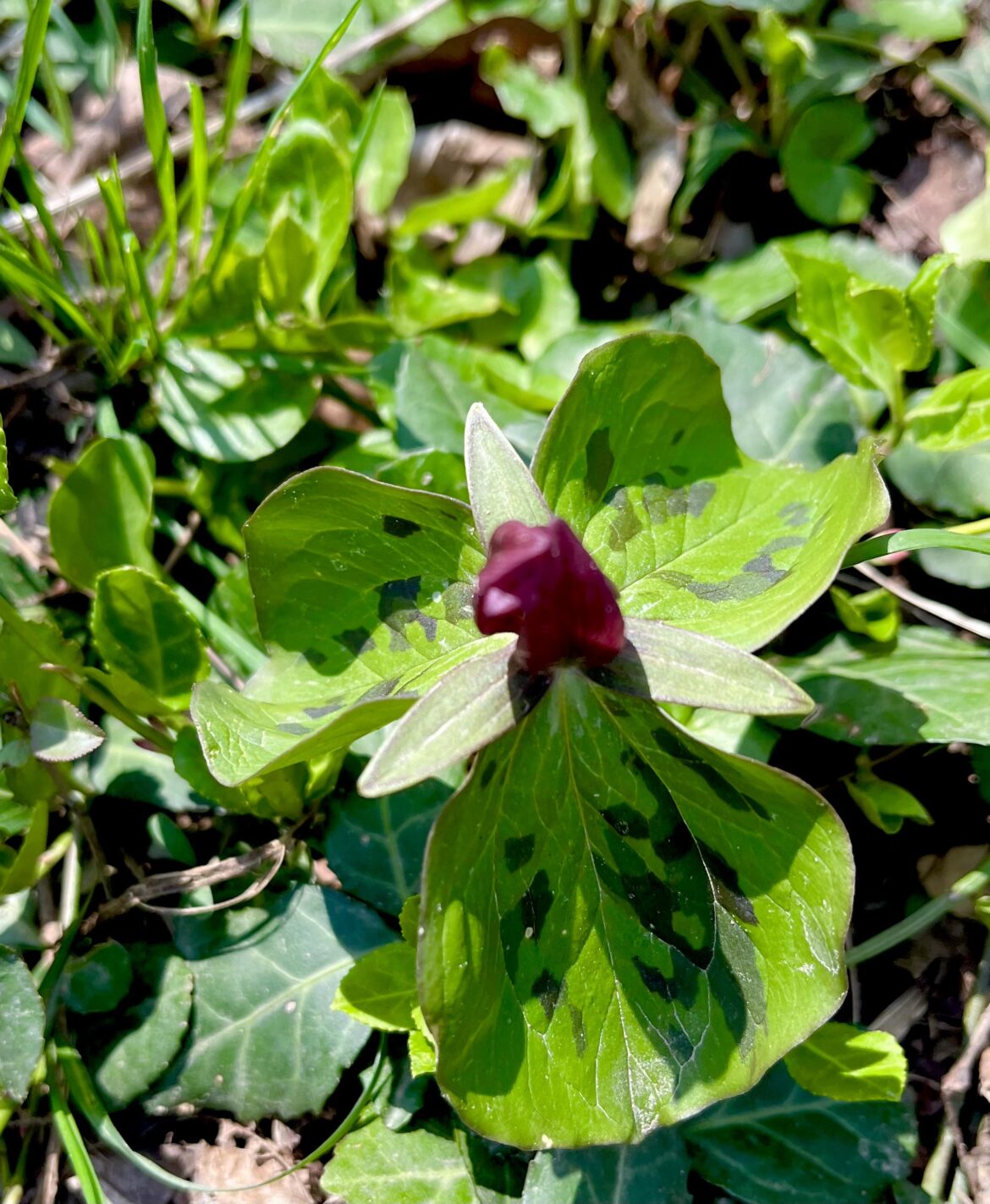 Trillium I saw today, Ohio 6b