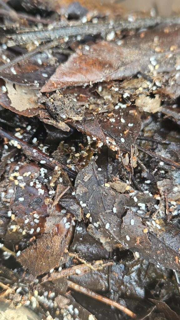What do I do about fire ant eggs in my compost?