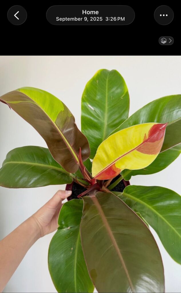 My heading philos always lose their vibrant colors after a few months… what am I doing wrong?