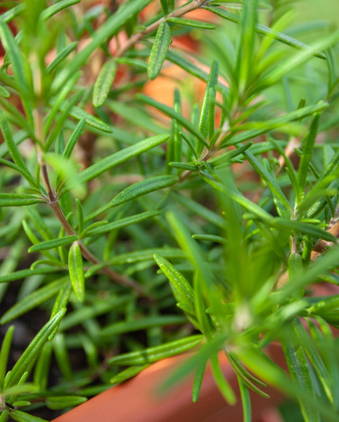 plants to overwinter rosemary