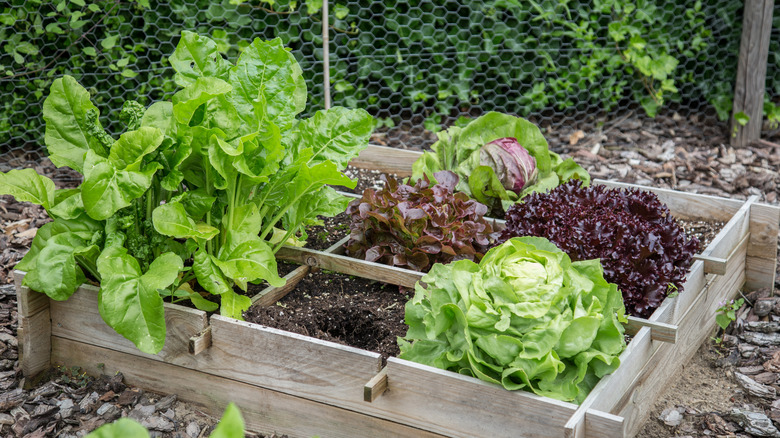 lettuce planted in a box