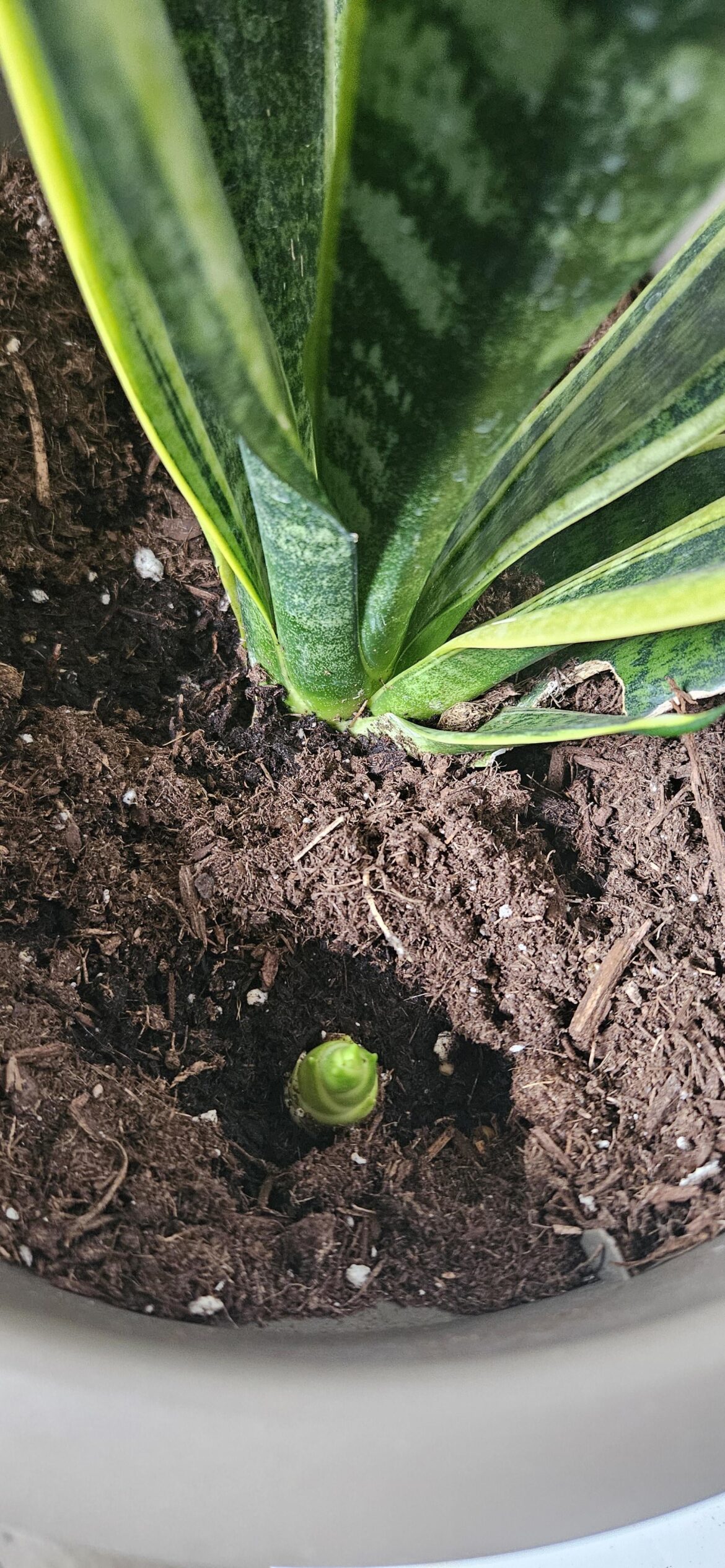 Snake plant pup