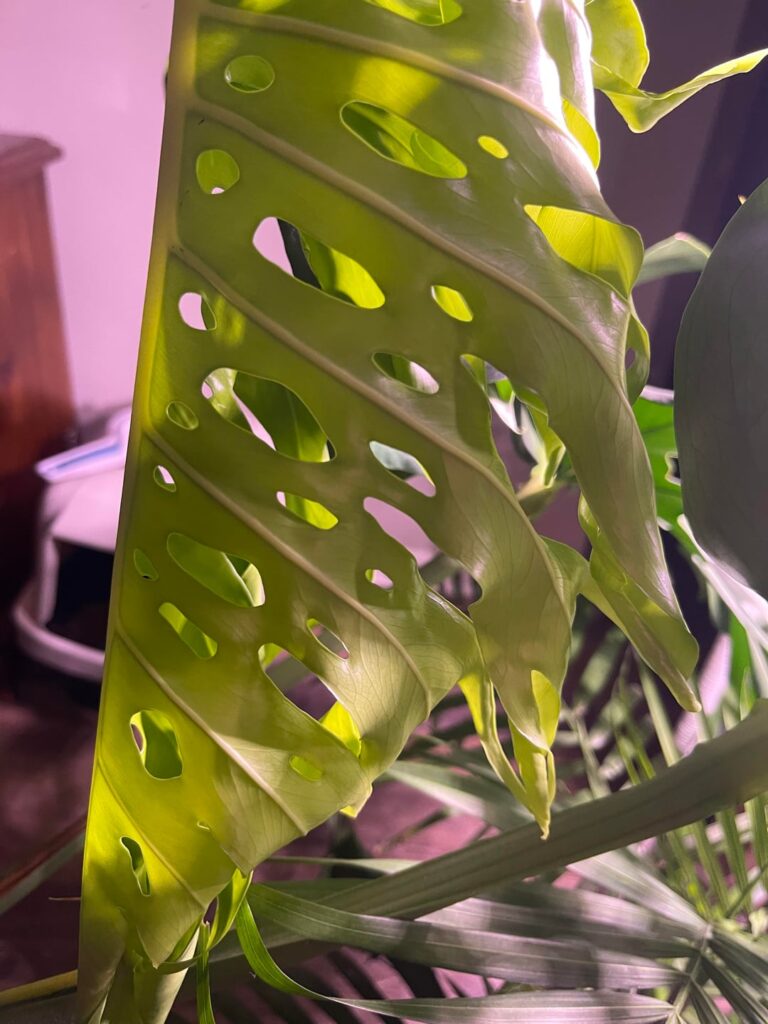 Newest leaf coming in vs first leaf she grew under my care Newest leaf coming in vs first leaf she grew under my care