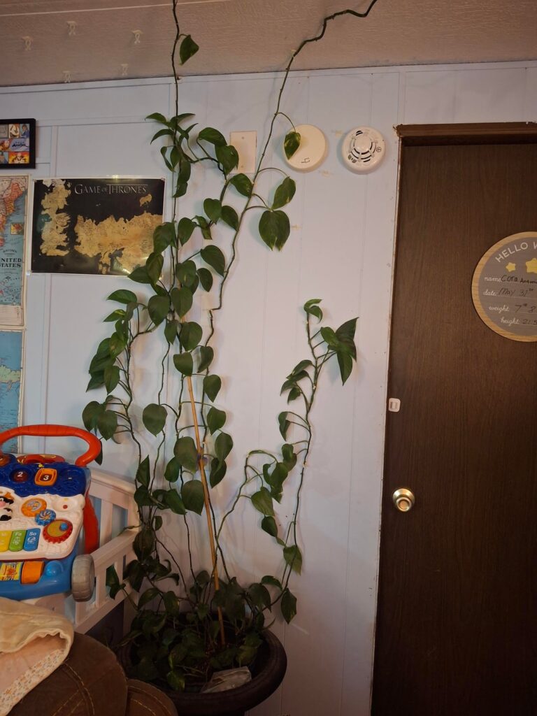 Bald spot in my pothos