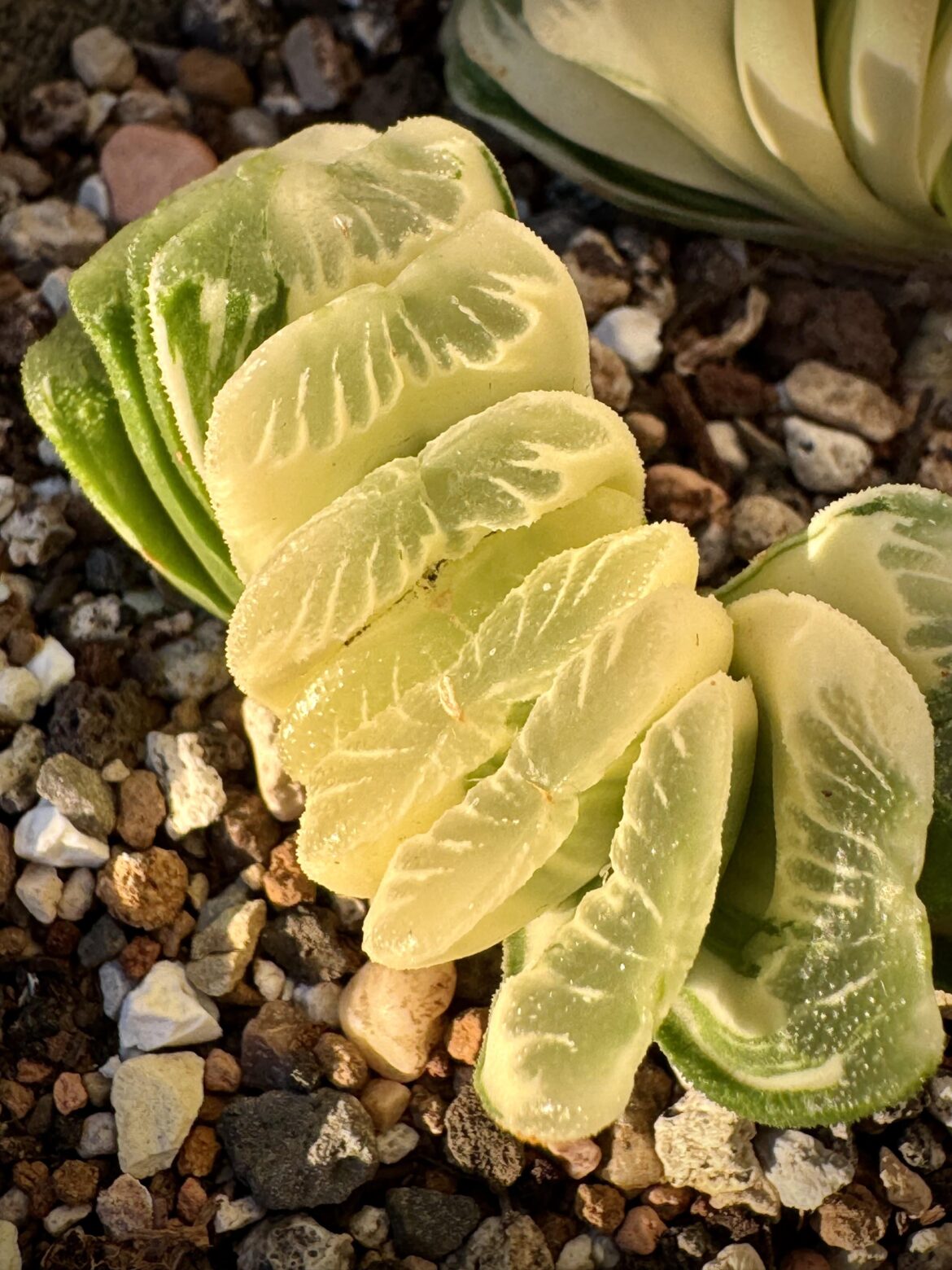 Haworthia truncata lime green variegate