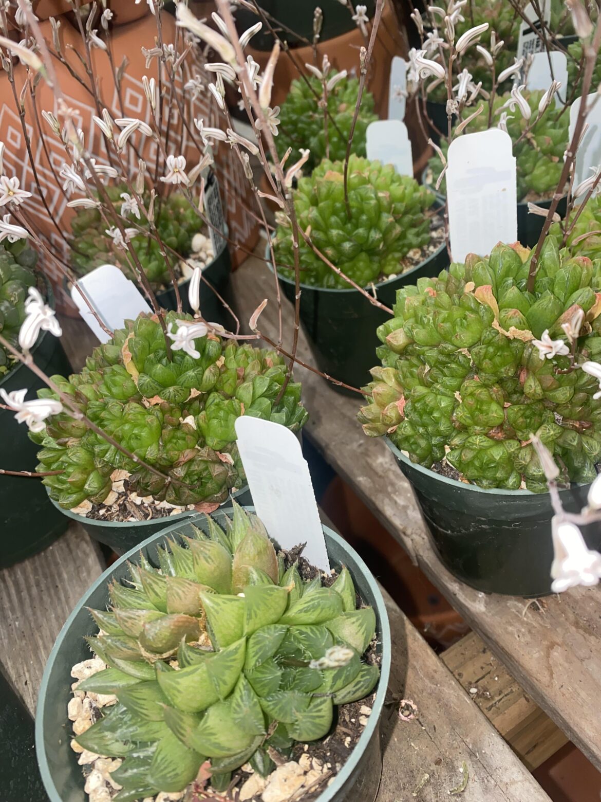 Flowering alien eggs