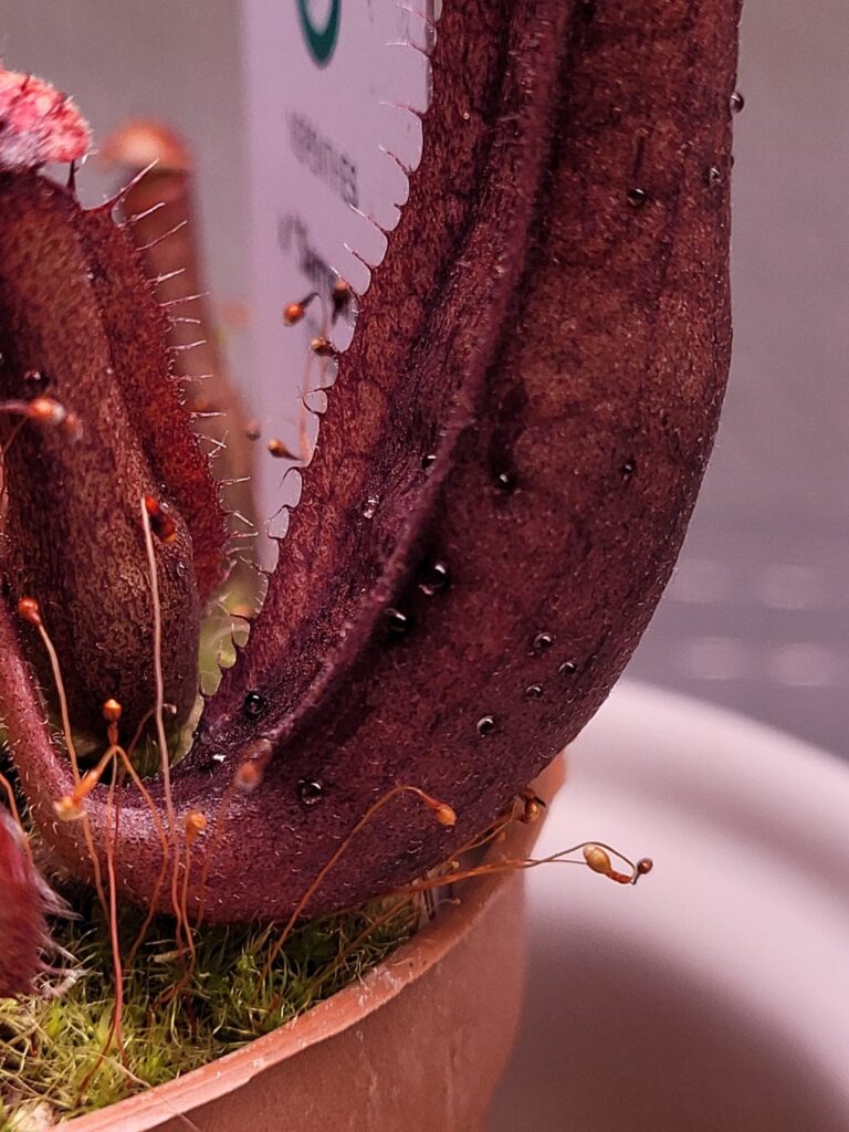 Nepenthes leaking fluid?