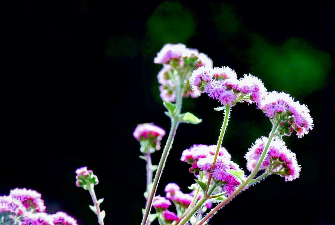 AGERATO (Ageratum houstonianum). [OC]