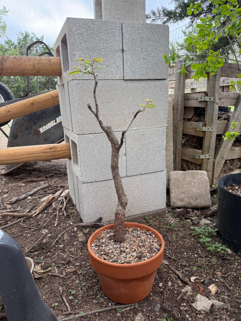 Advice for my elms please