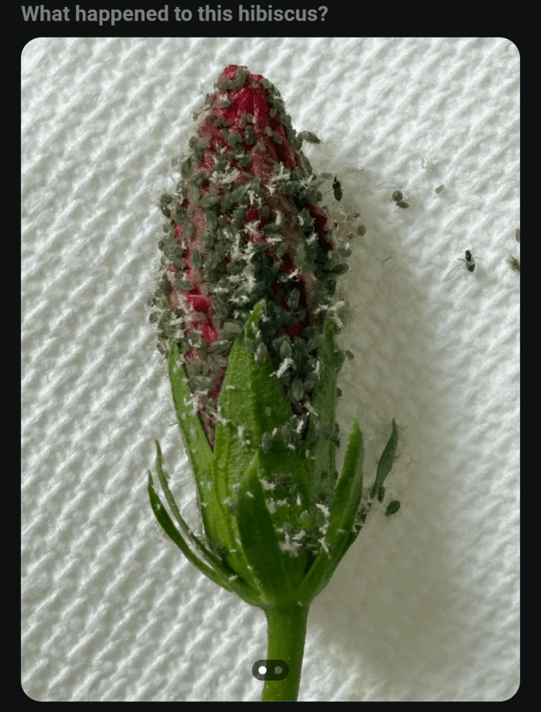 What could it possibly be?