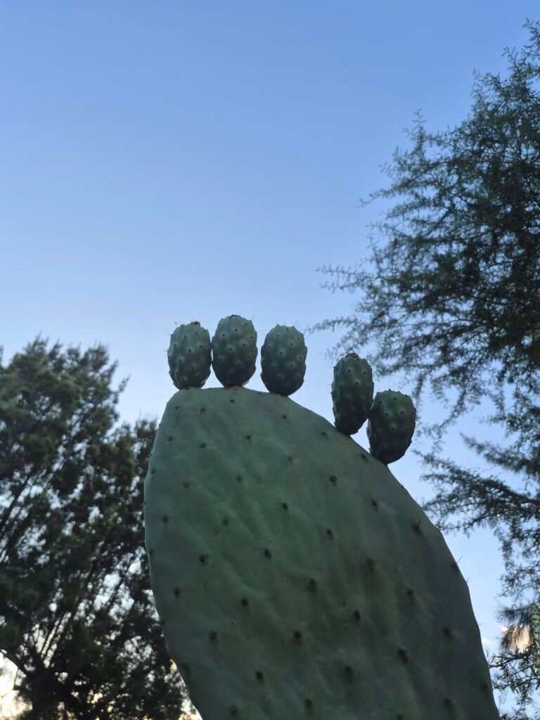 Prickly Pear Cactus,