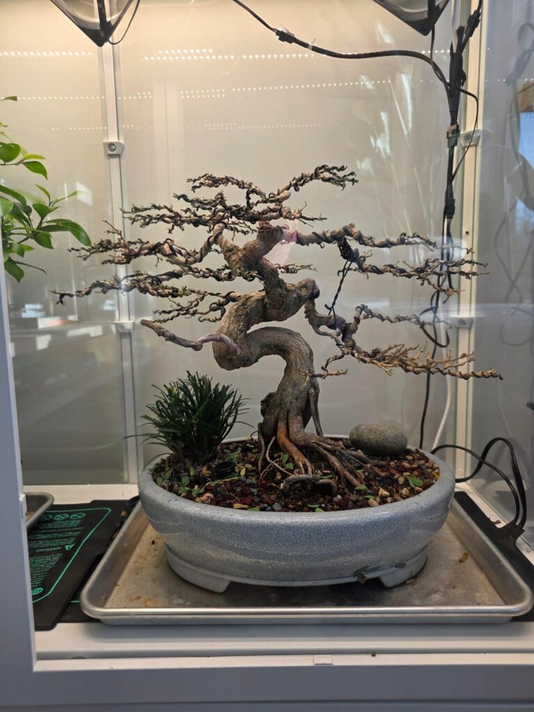 Just defoliated and restyled this desmodium. Should I rute prune/repot as well?