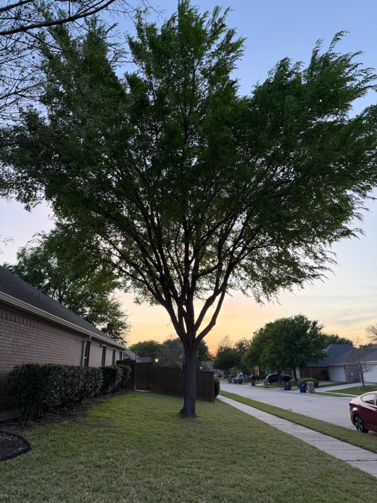 Tree Update