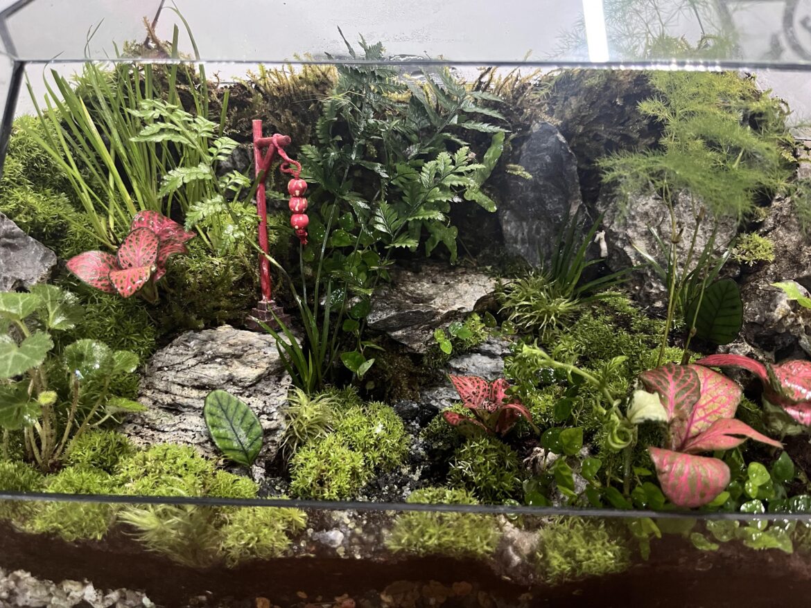 What do you think about our terrarium?