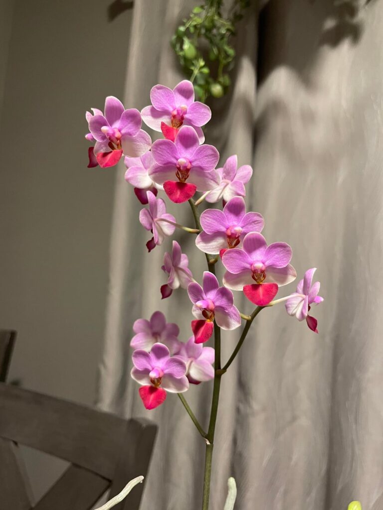 Grocery Store Phal