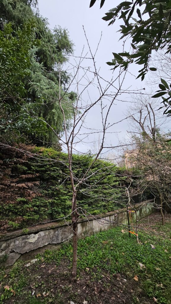 How would you prune this cherry tree?