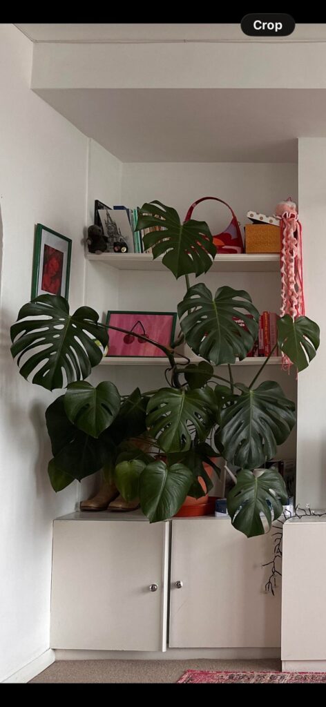 Help! Repotted my Monstera now it’s dying Help! Repotted my Monstera now it’s dying